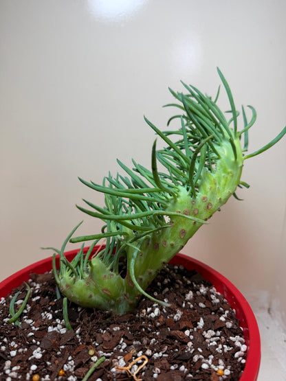 Senecio Talinoides Mermaids Tail #104
