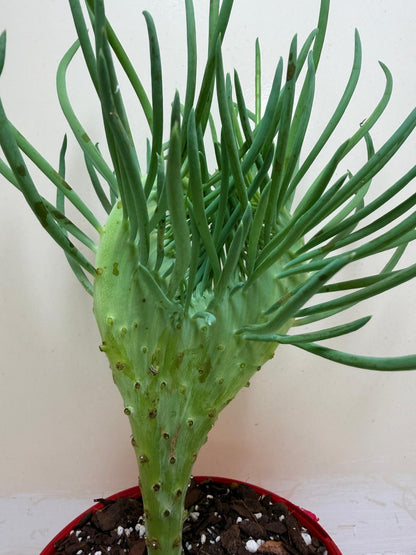 Senecio Talinoides Mermaids Tail #105