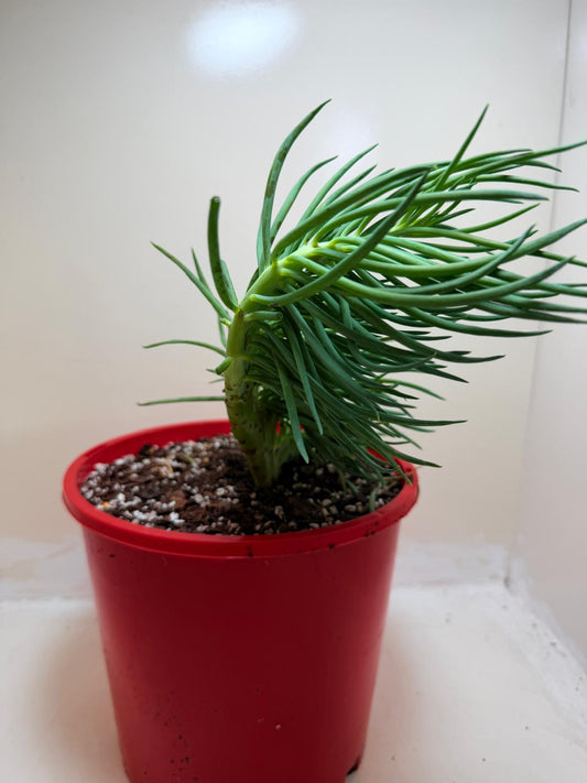 Senecio Talinoides Mermaids Tail #104