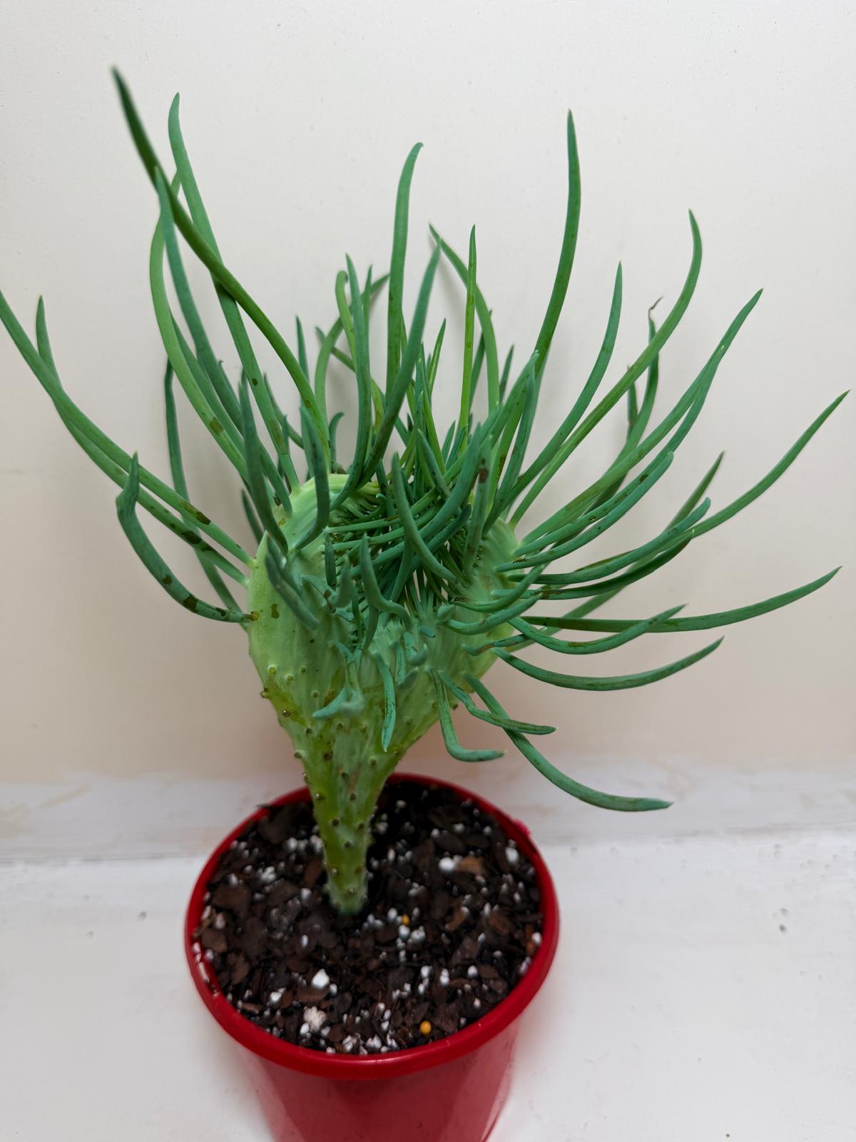 Senecio Talinoides Mermaids Tail #105