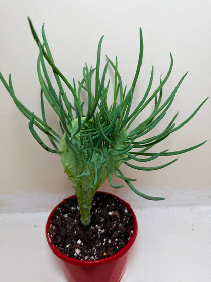 Senecio Talinoides Mermaids Tail #105