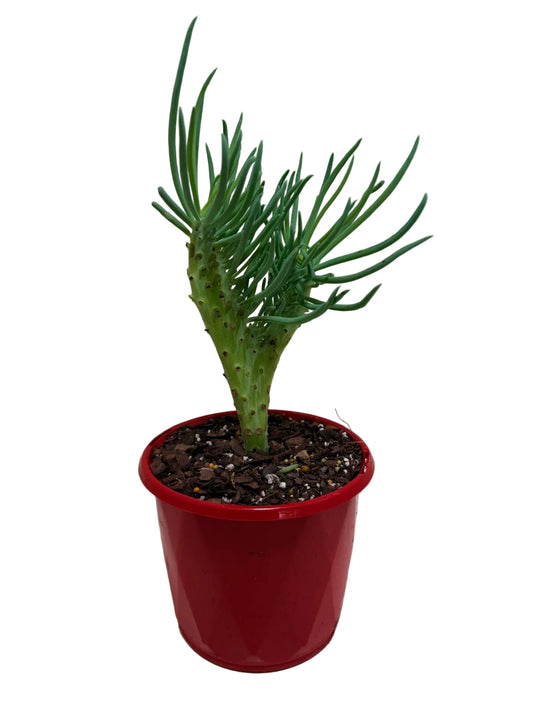 Senecio Talinoides Mermaids Tail #106