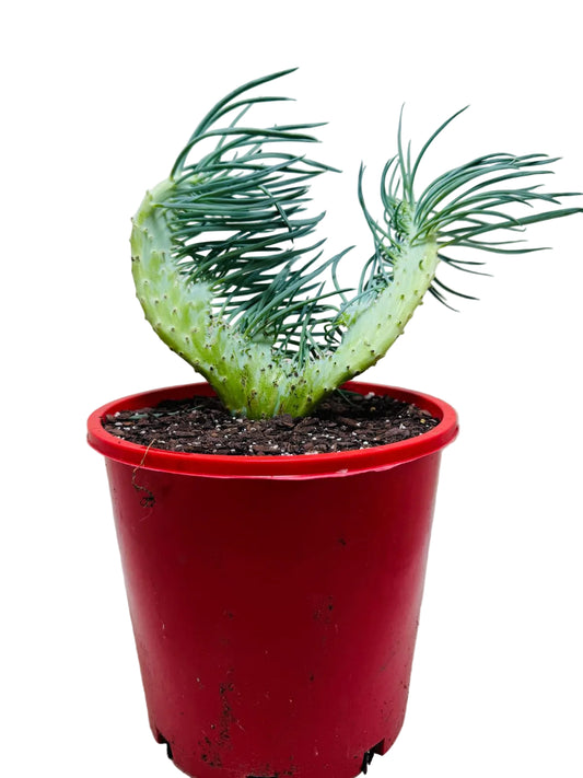 Senecio Talinoides Mermaids Tail #102