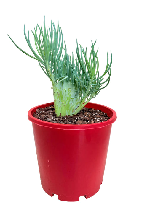 Senecio Talinoides Mermaids Tail #401