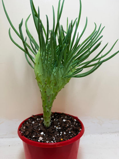 Senecio Talinoides Mermaids Tail #105