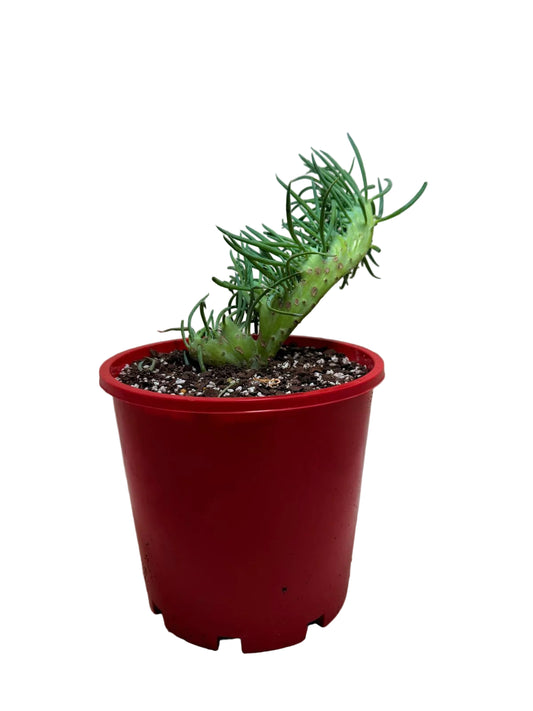 Senecio Talinoides Mermaids Tail #104