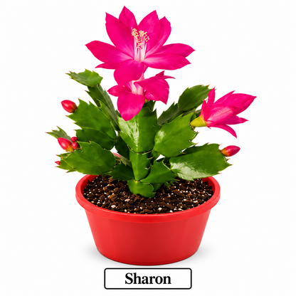 Zygocactus Combo - 7 Different Colours