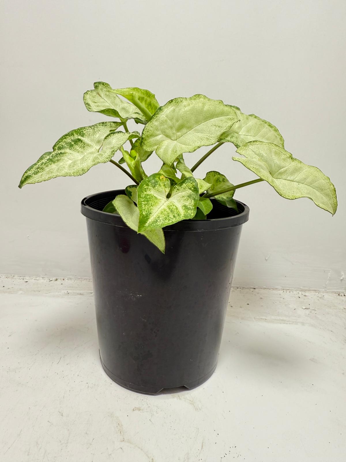 Syngonium ‘Pixie’ – Compact Arrowhead Plant for Indoor Spaces |130 mm