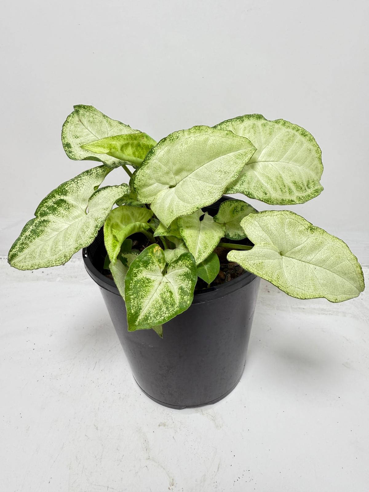 Syngonium ‘Pixie’ – Compact Arrowhead Plant for Indoor Spaces |130 mm
