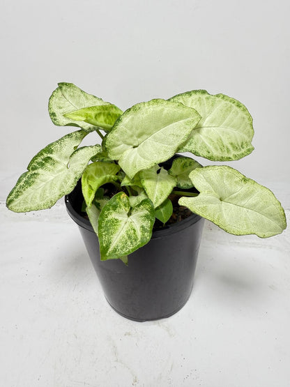 Syngonium ‘Pixie’ – Compact Arrowhead Plant for Indoor Spaces |130 mm