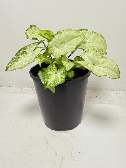 Syngonium ‘Pixie’ – Compact Arrowhead Plant for Indoor Spaces |130 mm