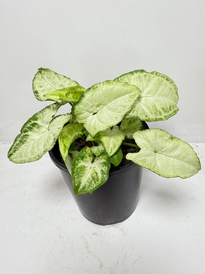 Syngonium ‘Pixie’ – Compact Arrowhead Plant for Indoor Spaces |130 mm