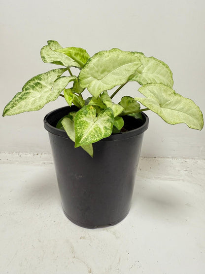 Syngonium ‘Pixie’ – Compact Arrowhead Plant for Indoor Spaces |130 mm