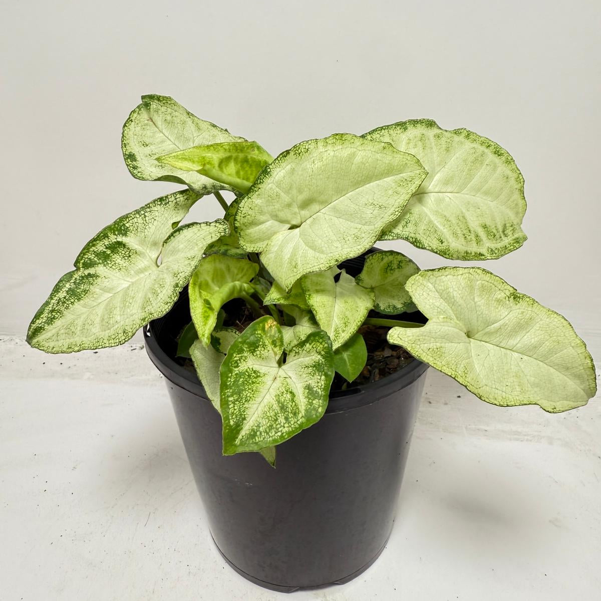 Syngonium ‘Pixie’ – Compact Arrowhead Plant for Indoor Spaces |130 mm