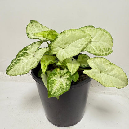 Syngonium ‘Pixie’ – Compact Arrowhead Plant for Indoor Spaces |130 mm