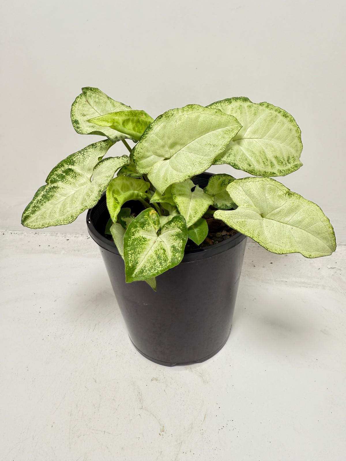 Syngonium ‘Pixie’ – Compact Arrowhead Plant for Indoor Spaces |130 mm