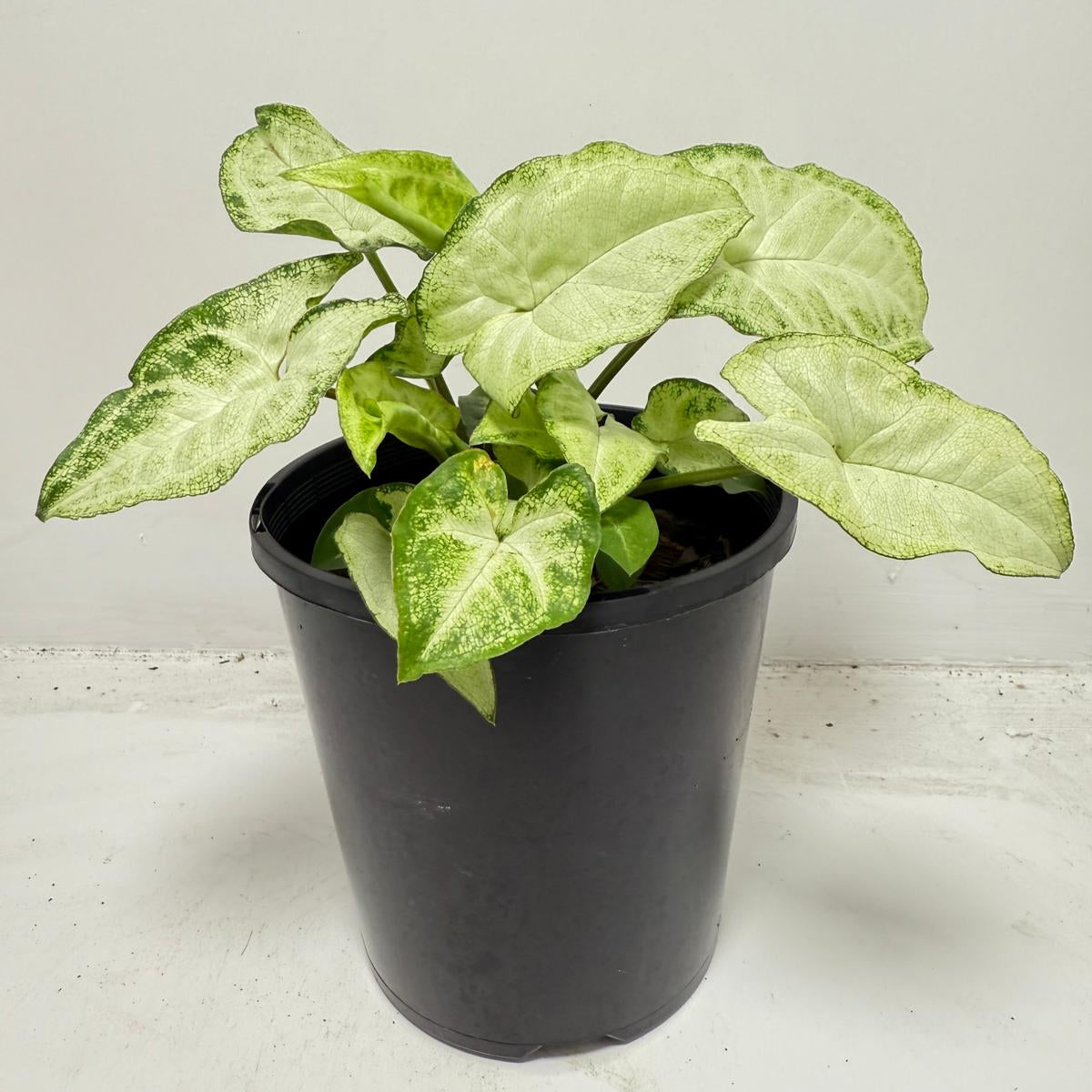 Syngonium ‘Pixie’ – Compact Arrowhead Plant for Indoor Spaces |130 mm