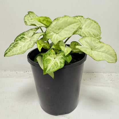 Syngonium ‘Pixie’ – Compact Arrowhead Plant for Indoor Spaces |130 mm