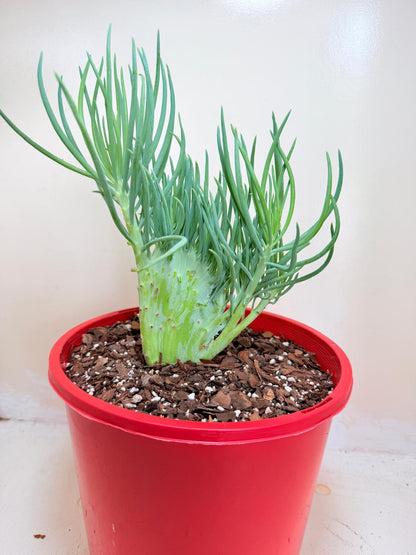 Senecio Talinoides Mermaids Tail #401