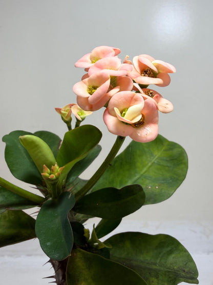 Euphorbia Milli Coral #224