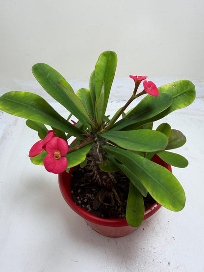 Euphorbia Milli Pink  #209