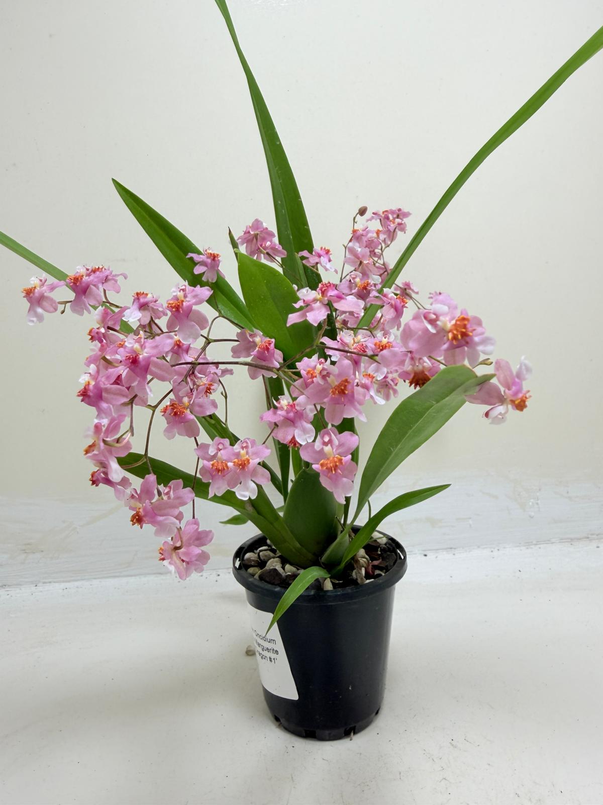 Oncidium Twinkle Tsiku Marguerite Chain-Tzy ‘Dragon #1