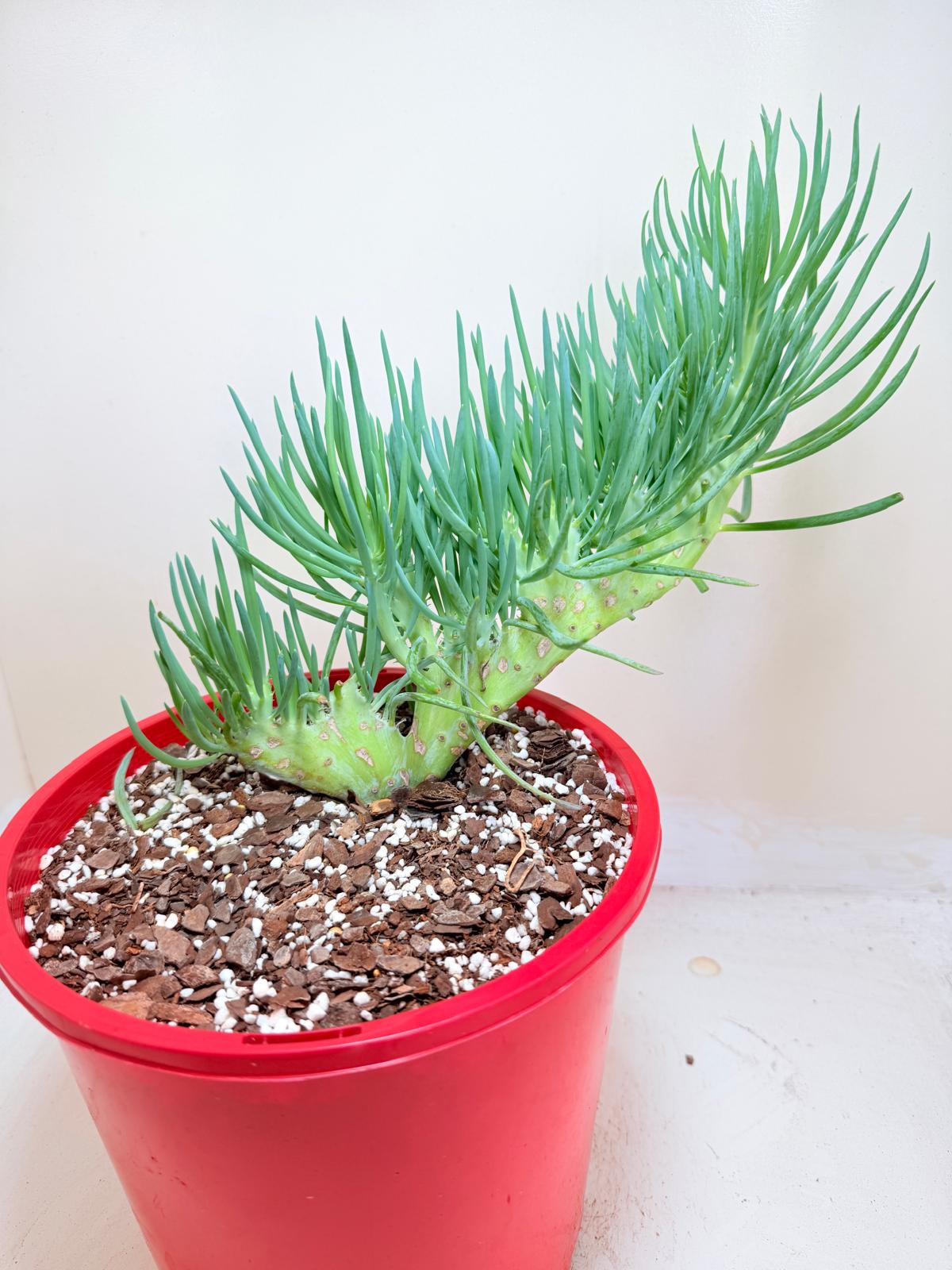 Senecio Talinoides Mermaids Tail #104