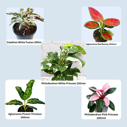Indoor Plant Buster Pack