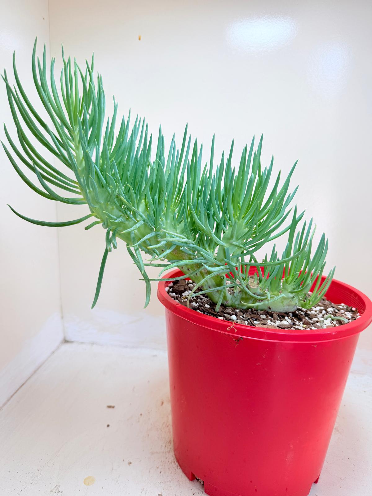 Senecio Talinoides Mermaids Tail #104