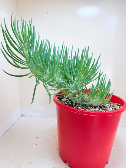 Senecio Talinoides Mermaids Tail #104