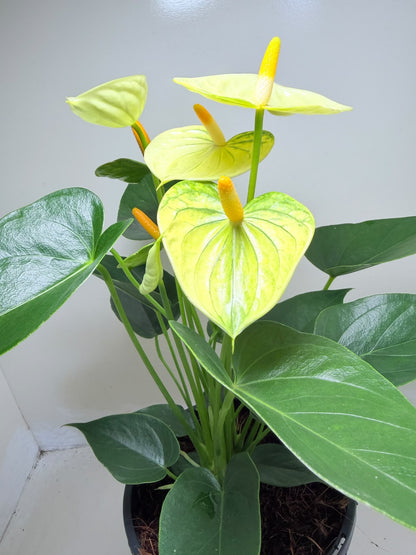 Anthurium Andraenum Vanila  - 200mm Bare Rooted