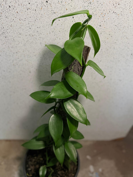 Vanilla Planifolia