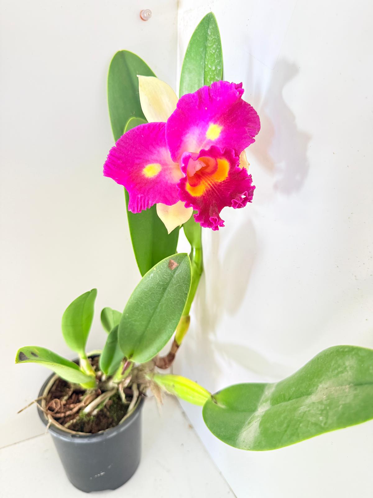 RLC. Depception Diamond Topaz Brilliant #56