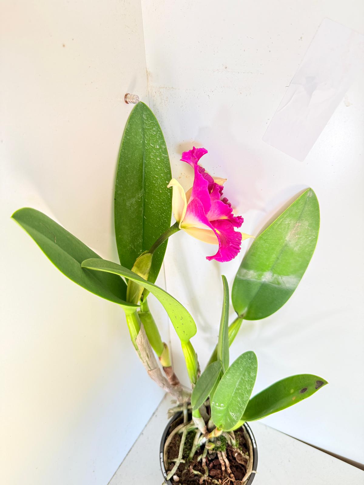 RLC. Depception Diamond Topaz Brilliant #56