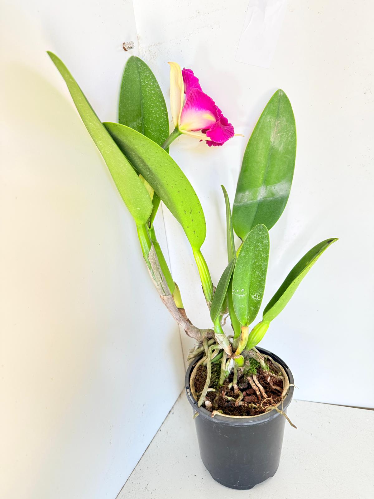 RLC. Depception Diamond Topaz Brilliant #56