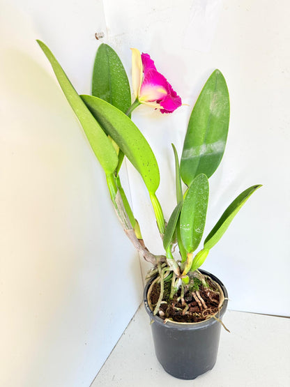 RLC. Depception Diamond Topaz Brilliant #56