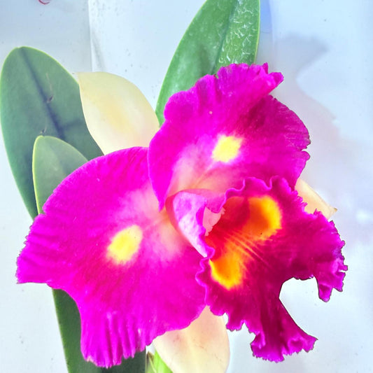 RLC. Depception Diamond Topaz Brilliant #56