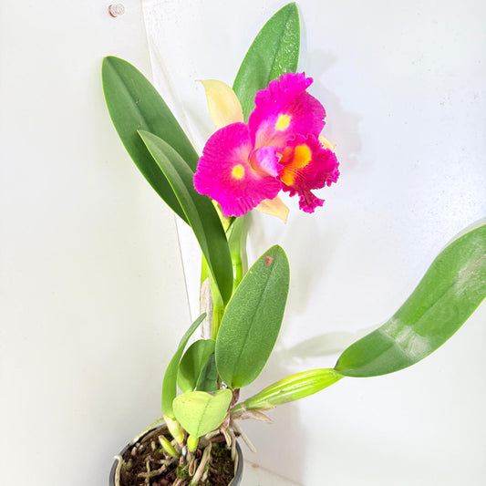 RLC. Depception Diamond Topaz Brilliant #56