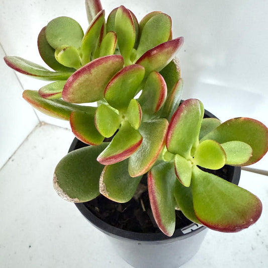 Crassula 'Autumn Glow'