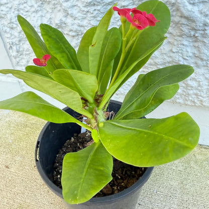 Euphorbia Milii #121 - Crown of Thorns Plant