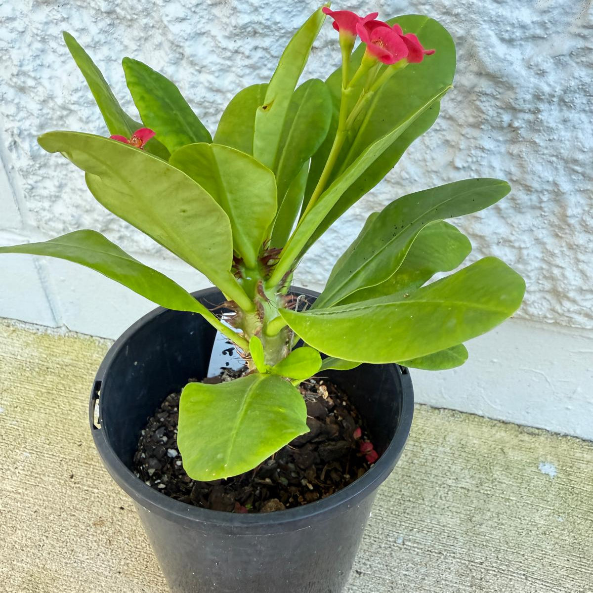 Euphorbia Milii #121 - Crown of Thorns Plant