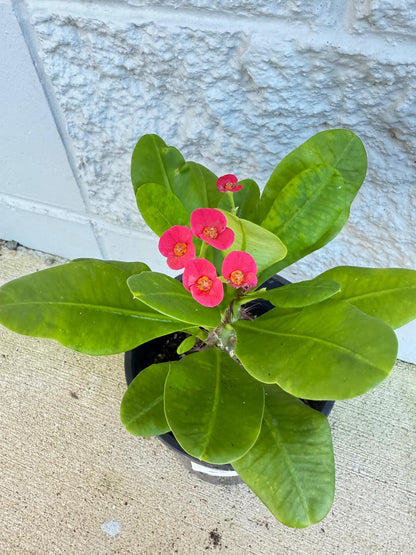 Euphorbia Milii #121 - Crown of Thorns Plant