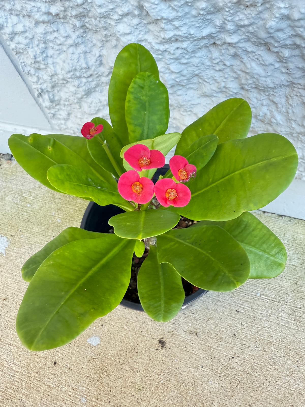 Euphorbia Milii #121 - Crown of Thorns Plant