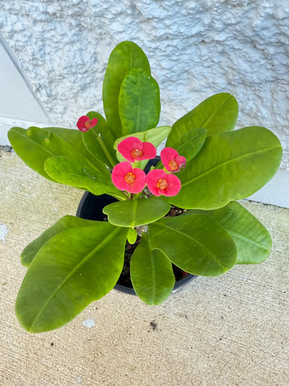 Euphorbia Milii #121 - Crown of Thorns Plant
