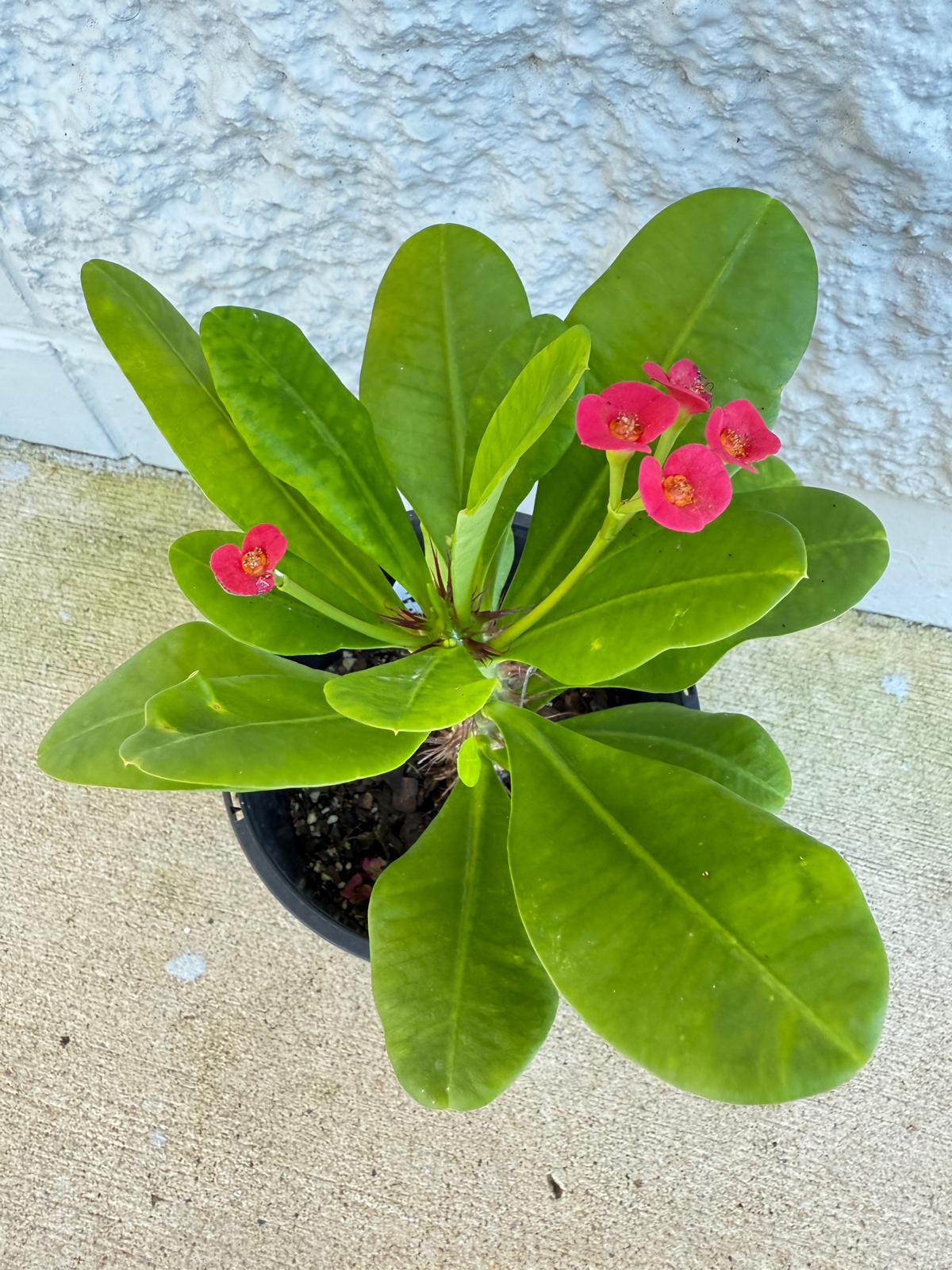Euphorbia Milii #121 - Crown of Thorns Plant