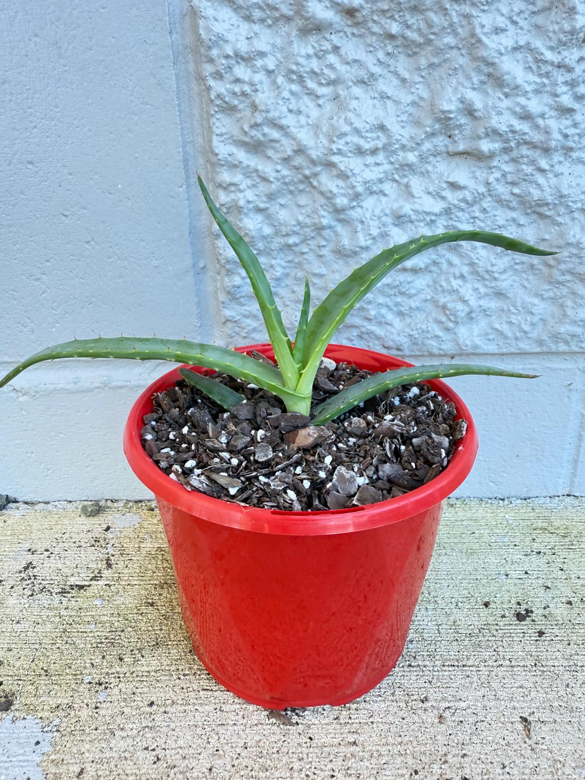 Aloe Hybrid Thraskii  130mm