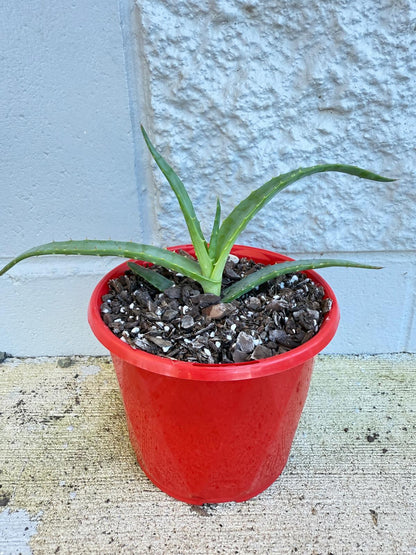 Aloe Hybrid Thraskii  130mm