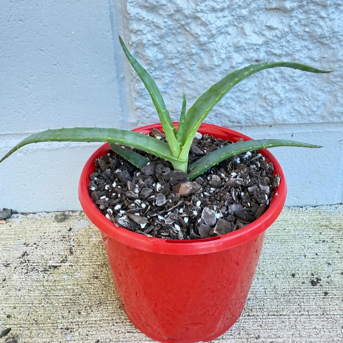 Aloe Hybrid Thraskii  130mm
