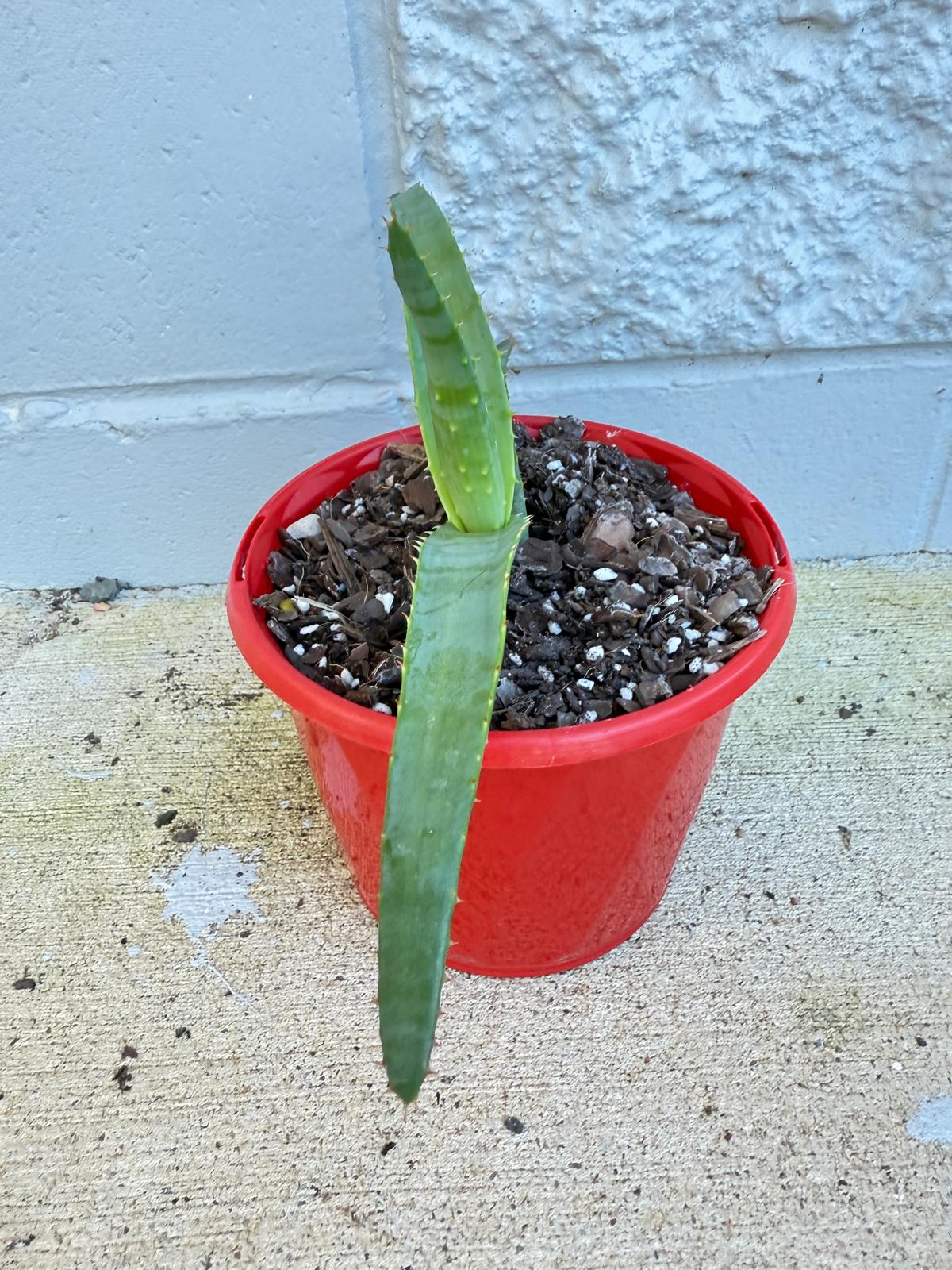 Aloe Hybrid Thraskii  130mm