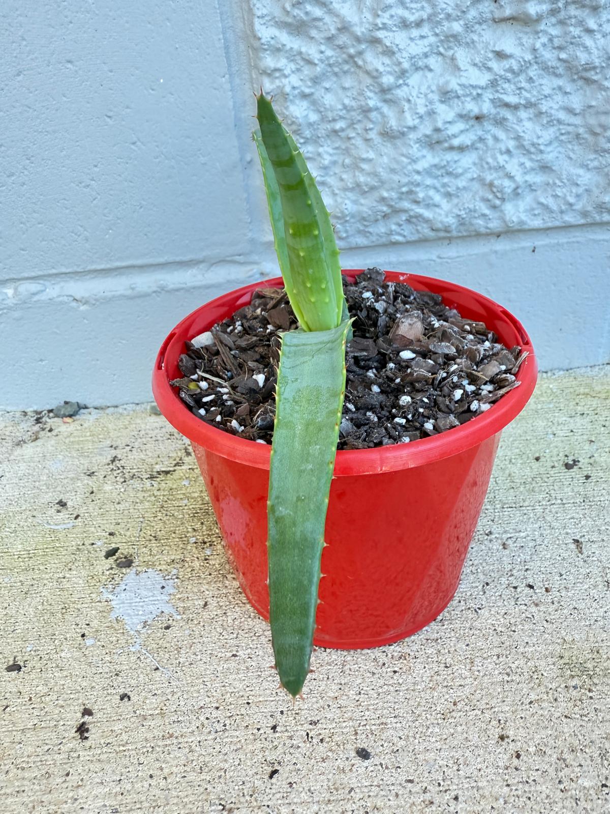 Aloe Hybrid Thraskii  130mm